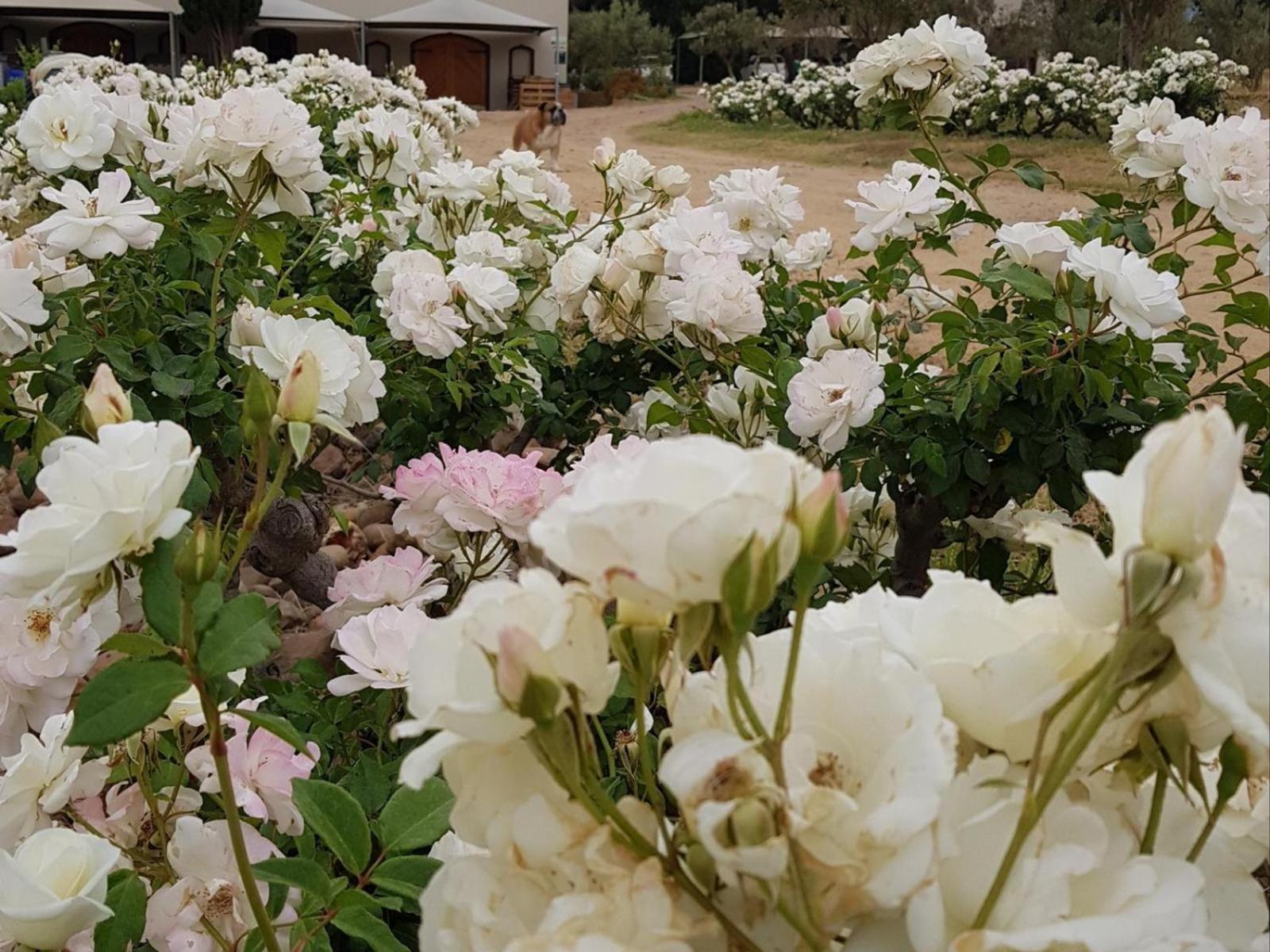 Lemberg Wine Estate Villa Tulbagh Exterior photo